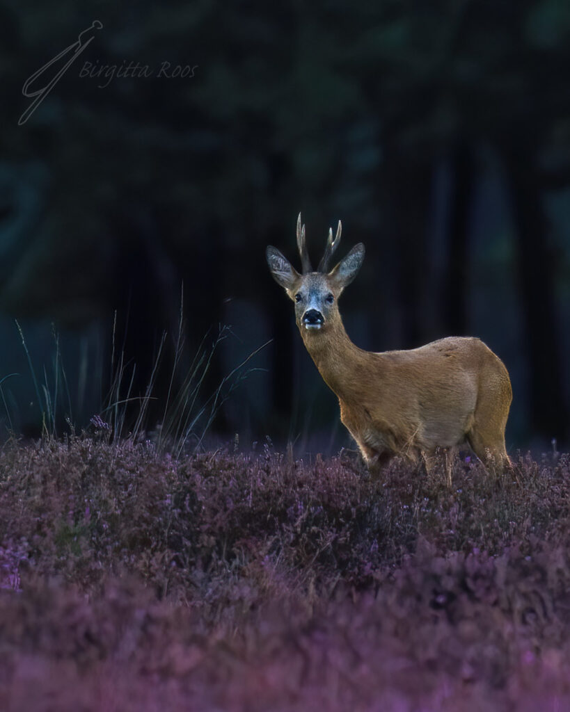 Ree in de avondschermering op de bloeiende hei