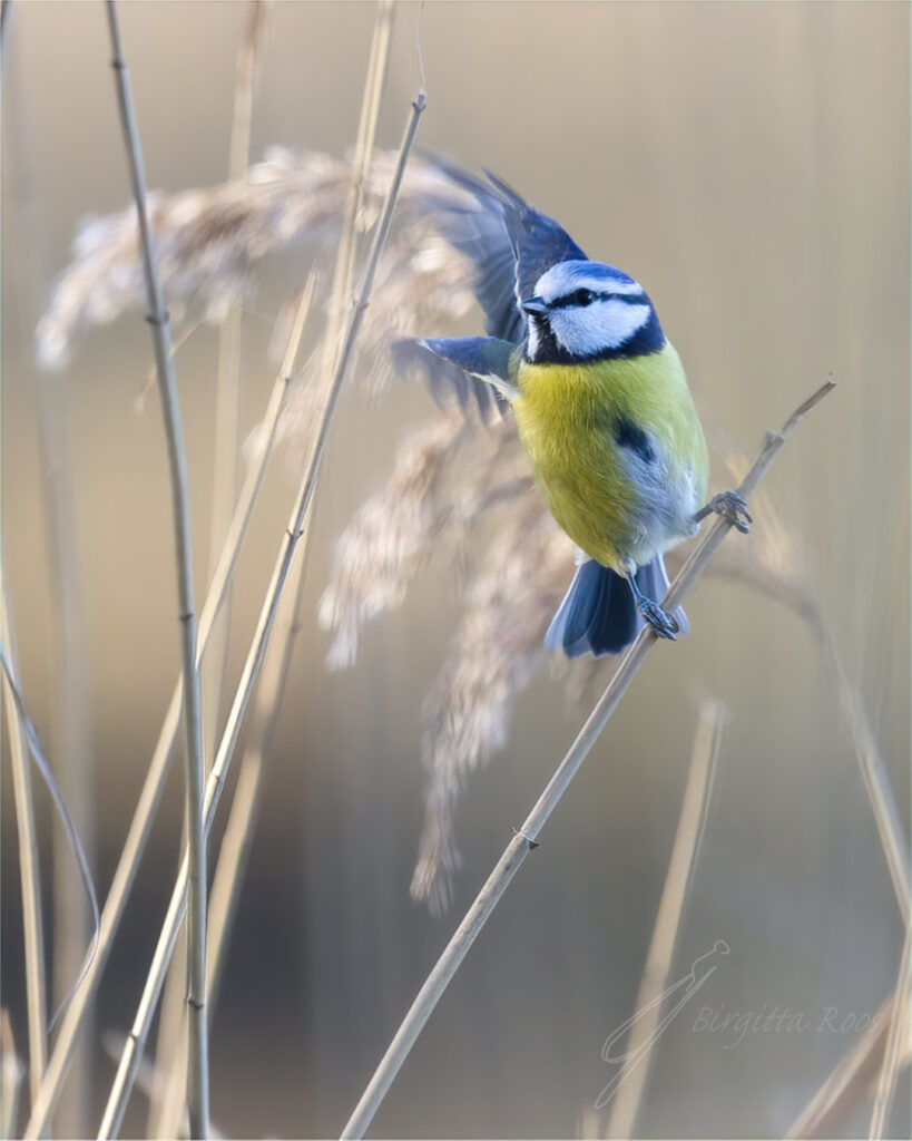 Pimpelmees in het riet