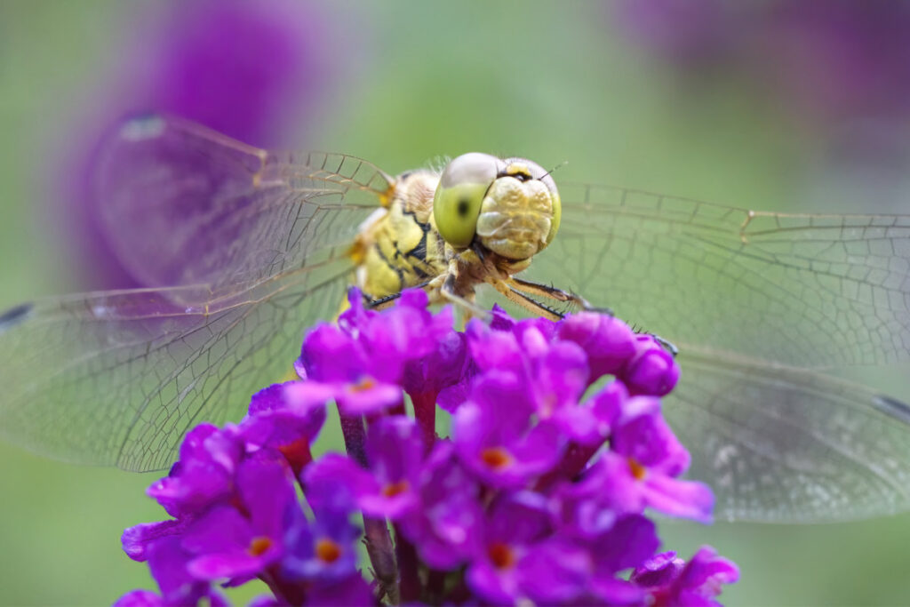 Rode heidelibel op de vlinderstruik