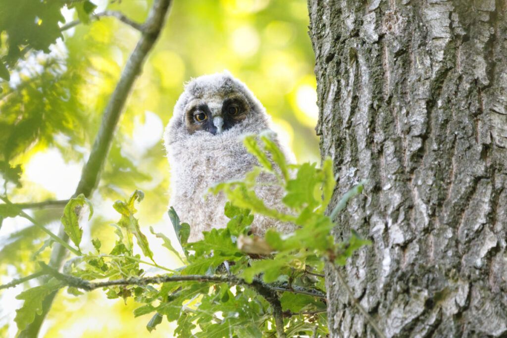 Ransuil takkeling, 1 van dierenfoto's in de natuurkalender tbv stichting ALS Nederland