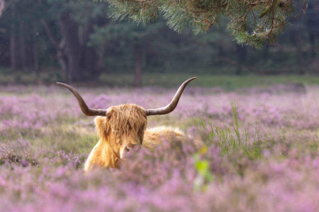 Schotse hooglander in de bloeidende heide